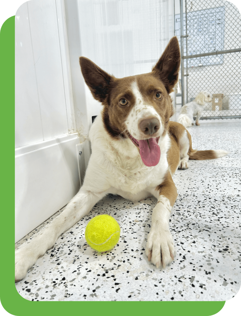 dog daycare, kennel, safe boarding, & expert grooming