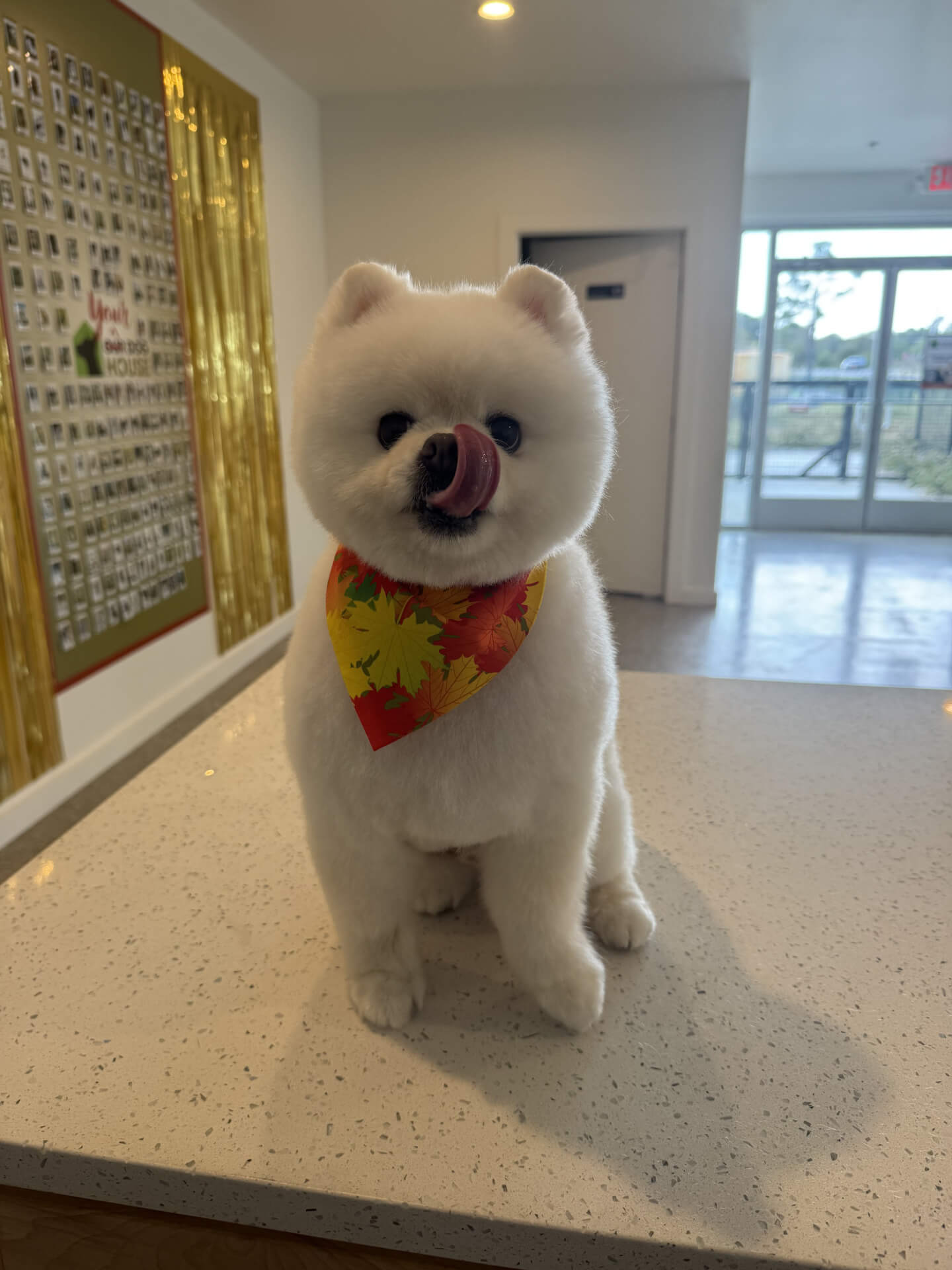 Dog Boarding Flower Mound | Daycare and Grooming, Arygle, CA