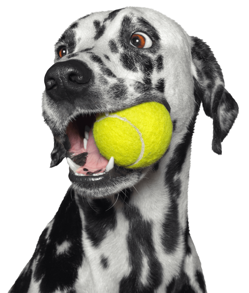 About Our Dog House - Dog Boarding and Kennel in Argyle