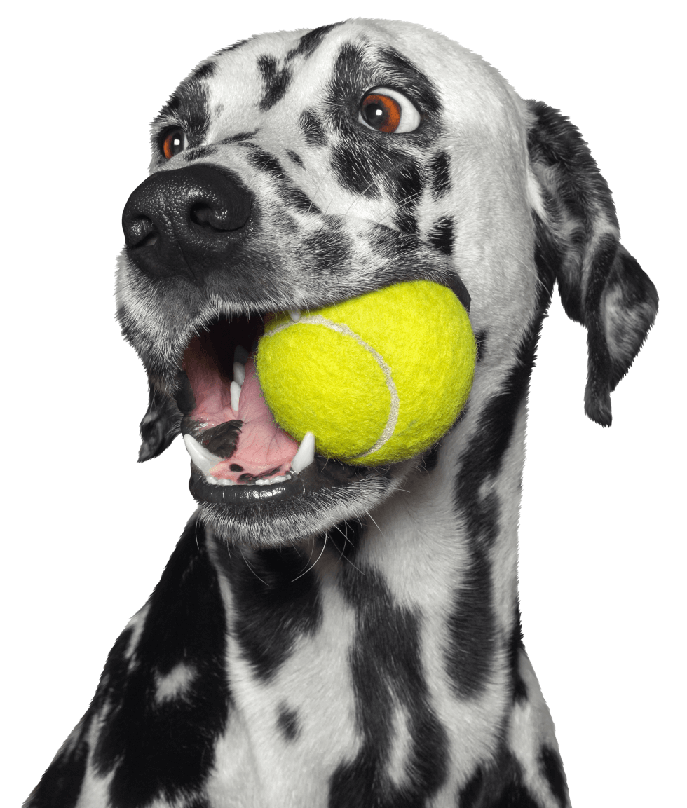 Dog daycare, Boarding & Grooming in Krum Krum Dog daycare, Boarding & Grooming