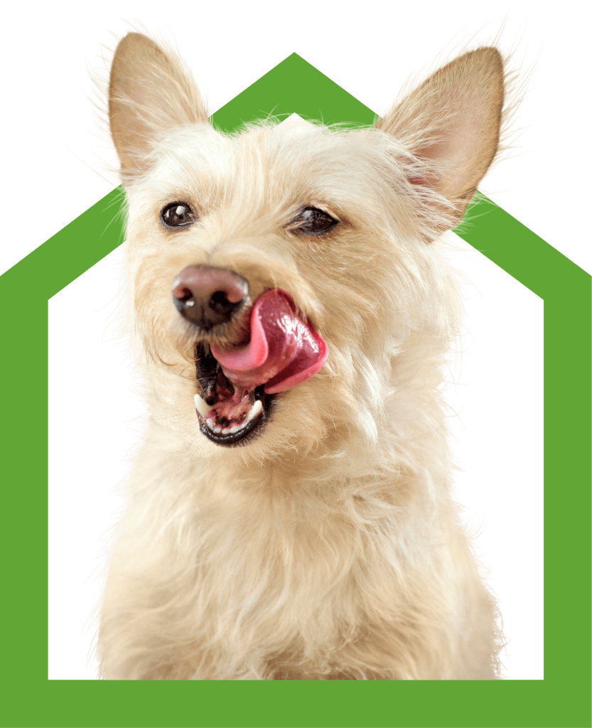 Dog Daycare, Boarding and Grooming in Argyle, TX Dog Daycare, Boarding and Grooming in Argyle