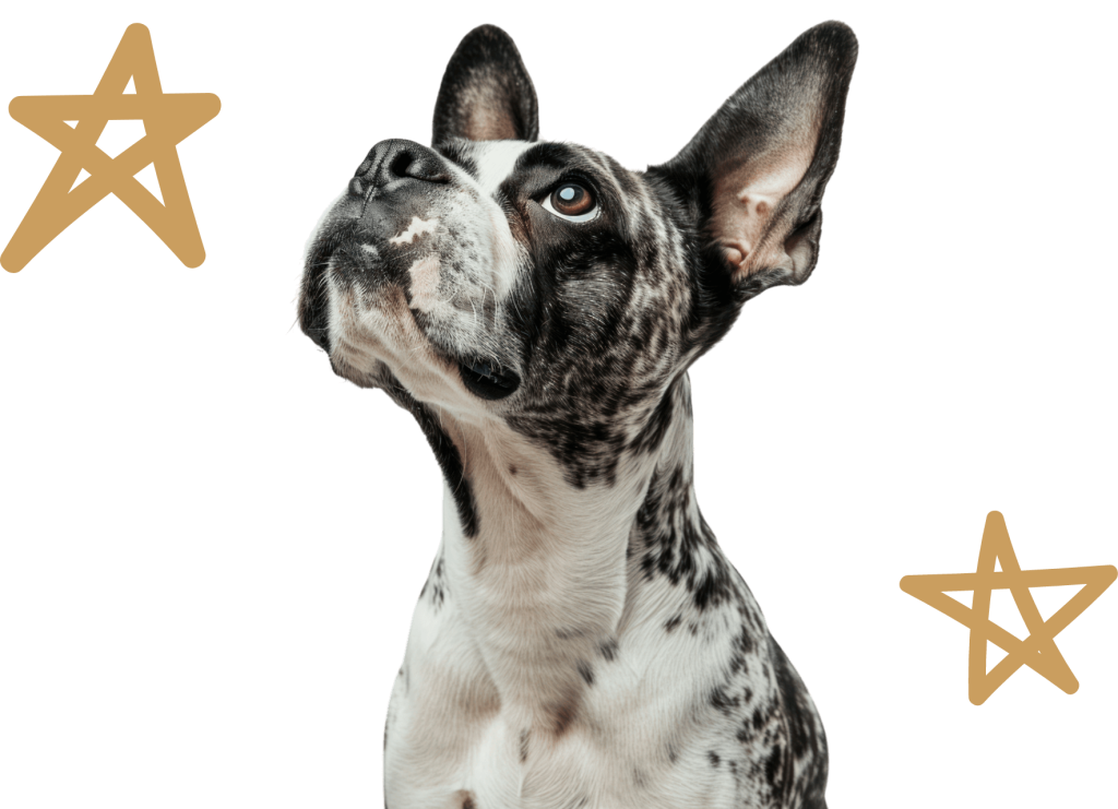 Dog Daycare, Boarding & Grooming, Argyle