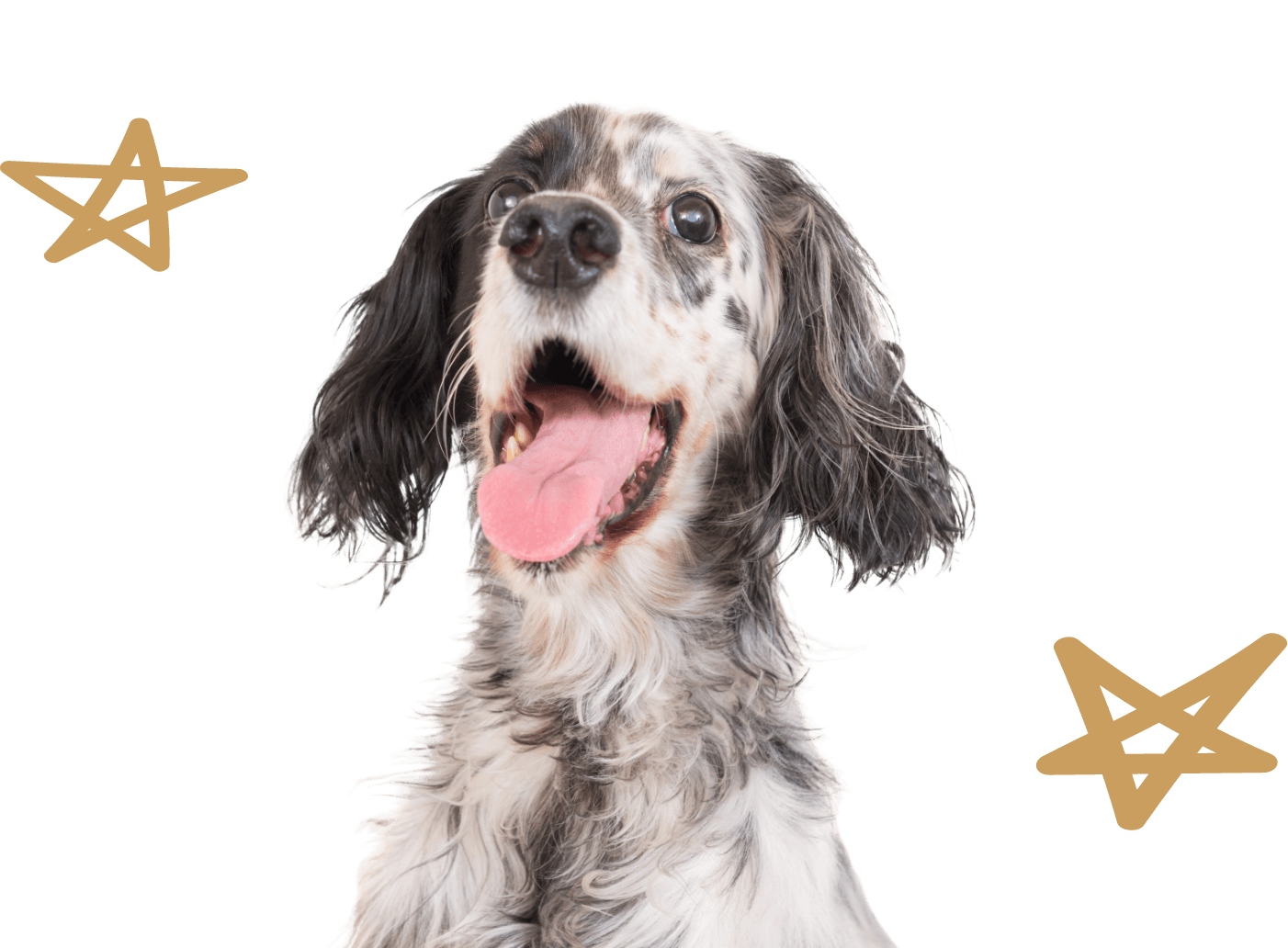 Dog Boarding Denton Daycare and Grooming | Our Dog House