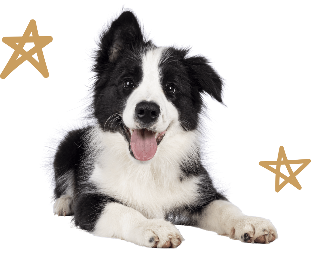 Dog Grooming in Argyle, TX