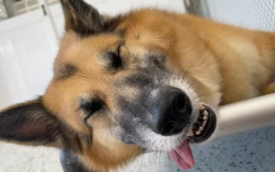 10 Best Dog Boarding and Daycare in Argyle, Texas: The 2026 Pet Parent’s Guide