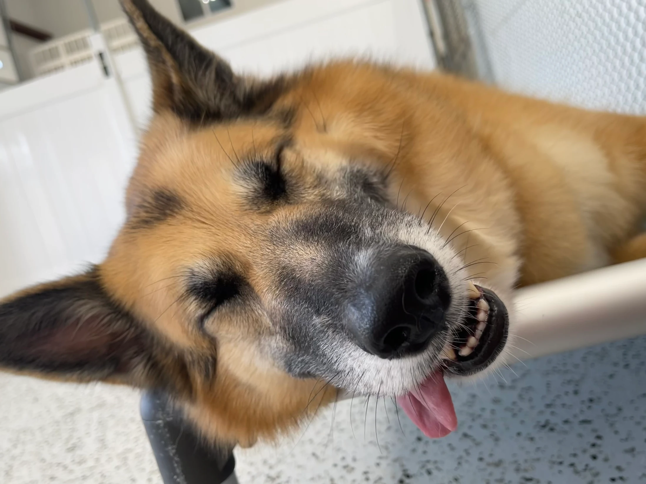 10 Best Dog Boarding and Daycare in Argyle, TX | 2026 Guide