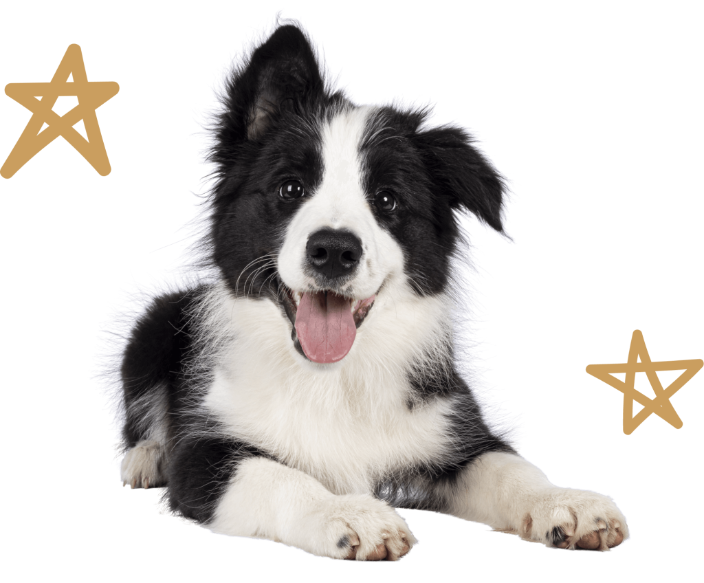 Dog Grooming in Argyle, TX